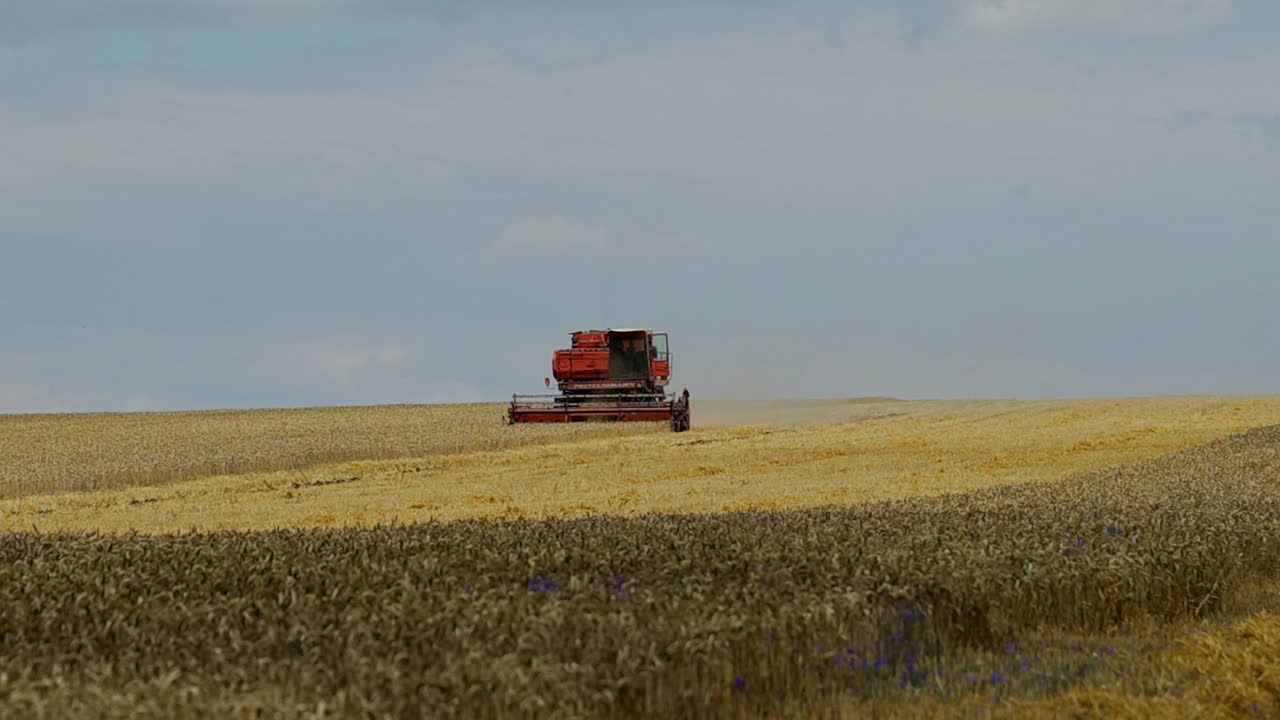 Wheat harvest. Combine harvester working on the wheat field. Food industry concept.