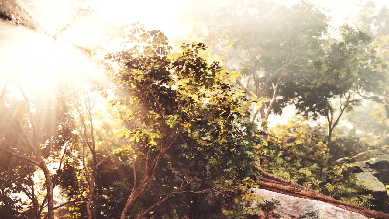 빛이 울창한 숲의 안개를 통해 필터링