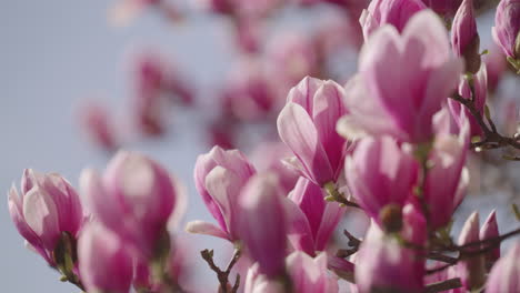 las flores de un árbol de magnolia en primavera