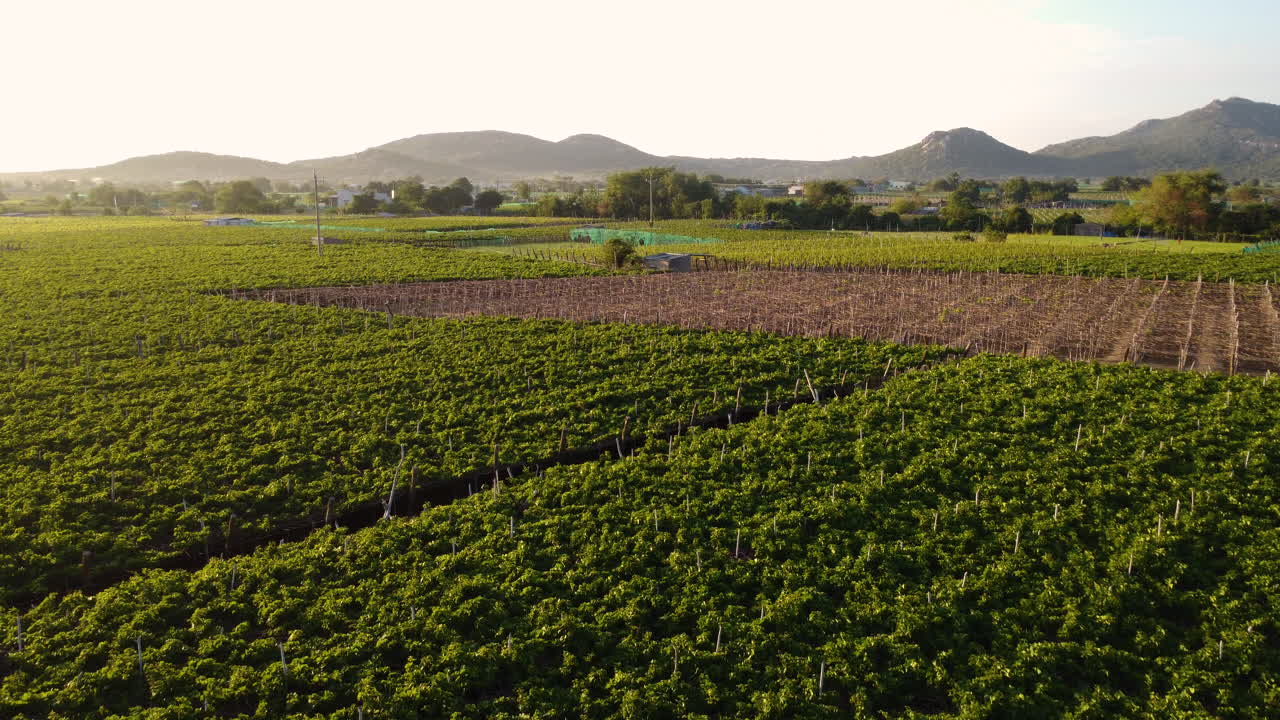 Aerial, wine vineyard grape farm field during golden hour