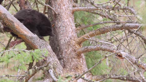 Cachorro-De-Oso-Negro-Durmiendo-En-Un-árbol-En-El-Parque-Nacional-De-Yellowstone-En-Wyoming