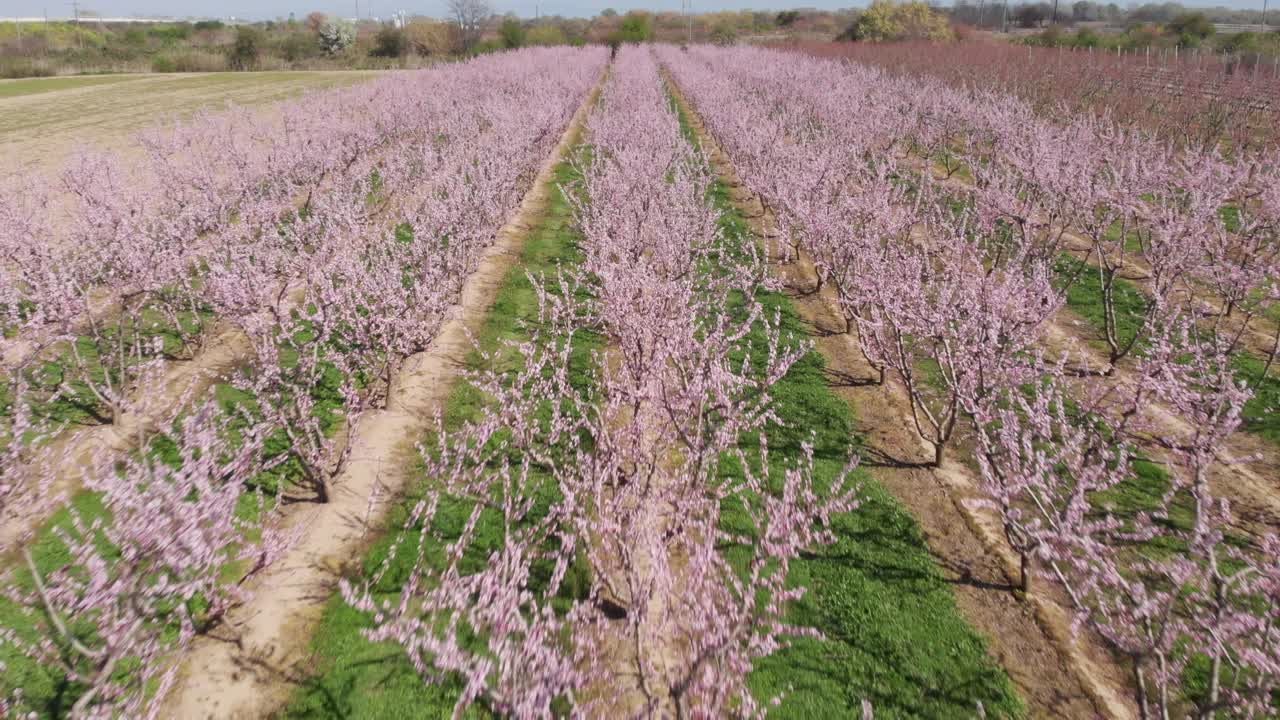 Veduta aerea ravvicinata su una fattoria agricola con peschi in fiore rosa simmetrici. Alberi rosa e viola in fiore in un giorno di primavera.