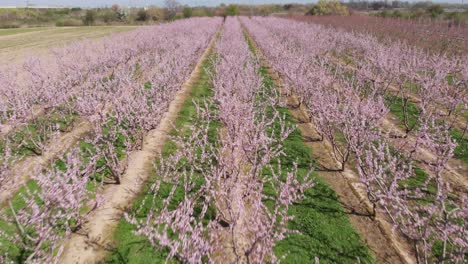 close up aerial view over symmetrical pink blossom peach tree agricultural farm pink and purple trees in bloom on spring day