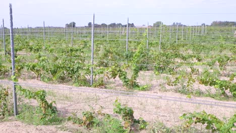 Uvas-Que-Crecen-En-El-Viñedo-Con-Estructura-Enrejada.