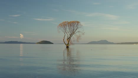 Árbol-Del-Lago-Taupo-En-El-Agua-Durante-La-Serena-Puesta-De-Sol,-Nueva-Zelanda