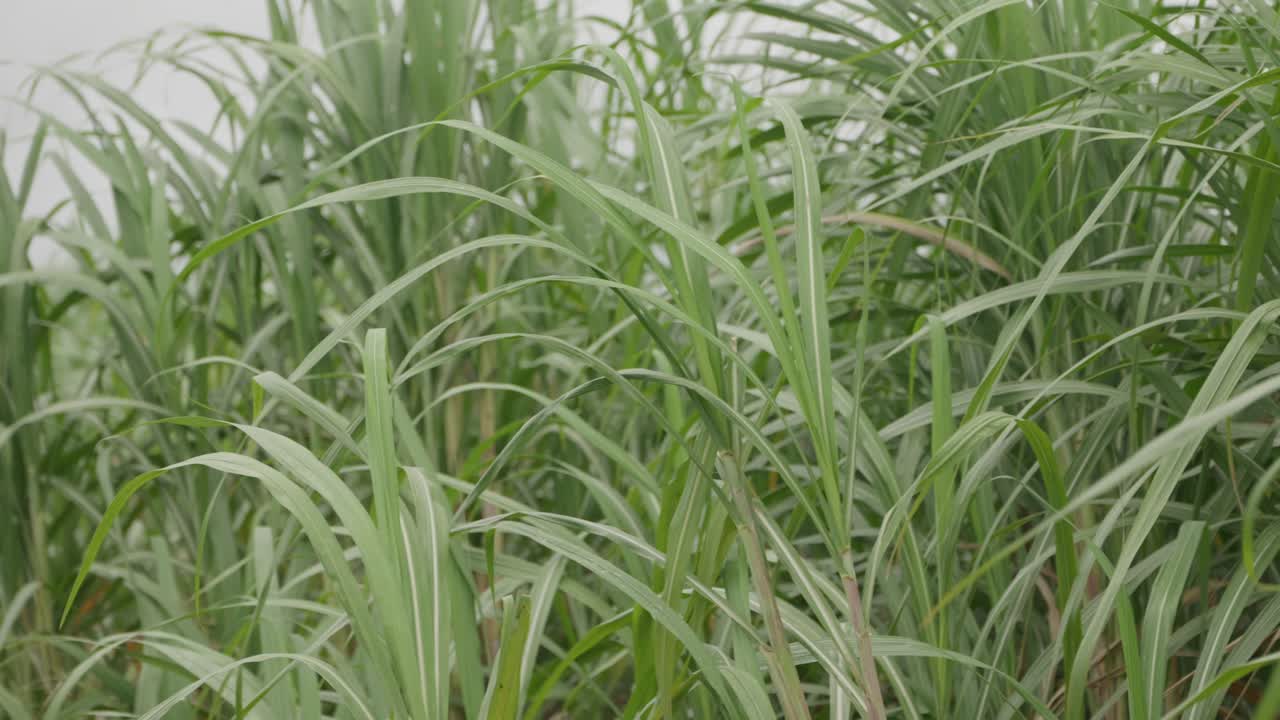 Close up of the tops of the green sugar cane swaying gently in the breeze