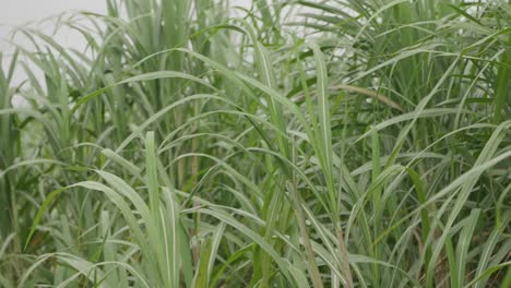 close up of the tops of the green sugar cane swaying gently in the breeze