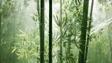 Bosque-De-Bambú-Con-Luz-Natural-De-La-Mañana-En-El-Jardín-Plantado