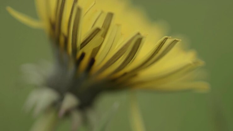 Dente di leone mosso dalla brezza, macro