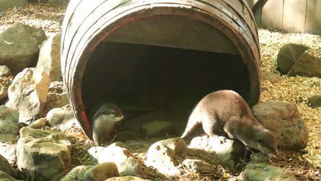 par de visones en el zoológico saliendo del barril para explorar los alrededores