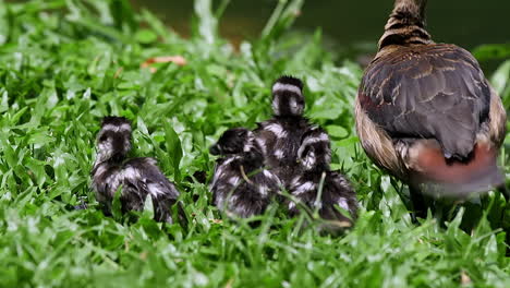 baby lesser whistling duck close up