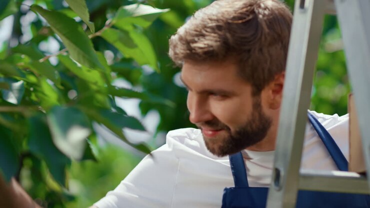 Garden worker picking cherry on sunny farmland plantation portrait. Agri concept