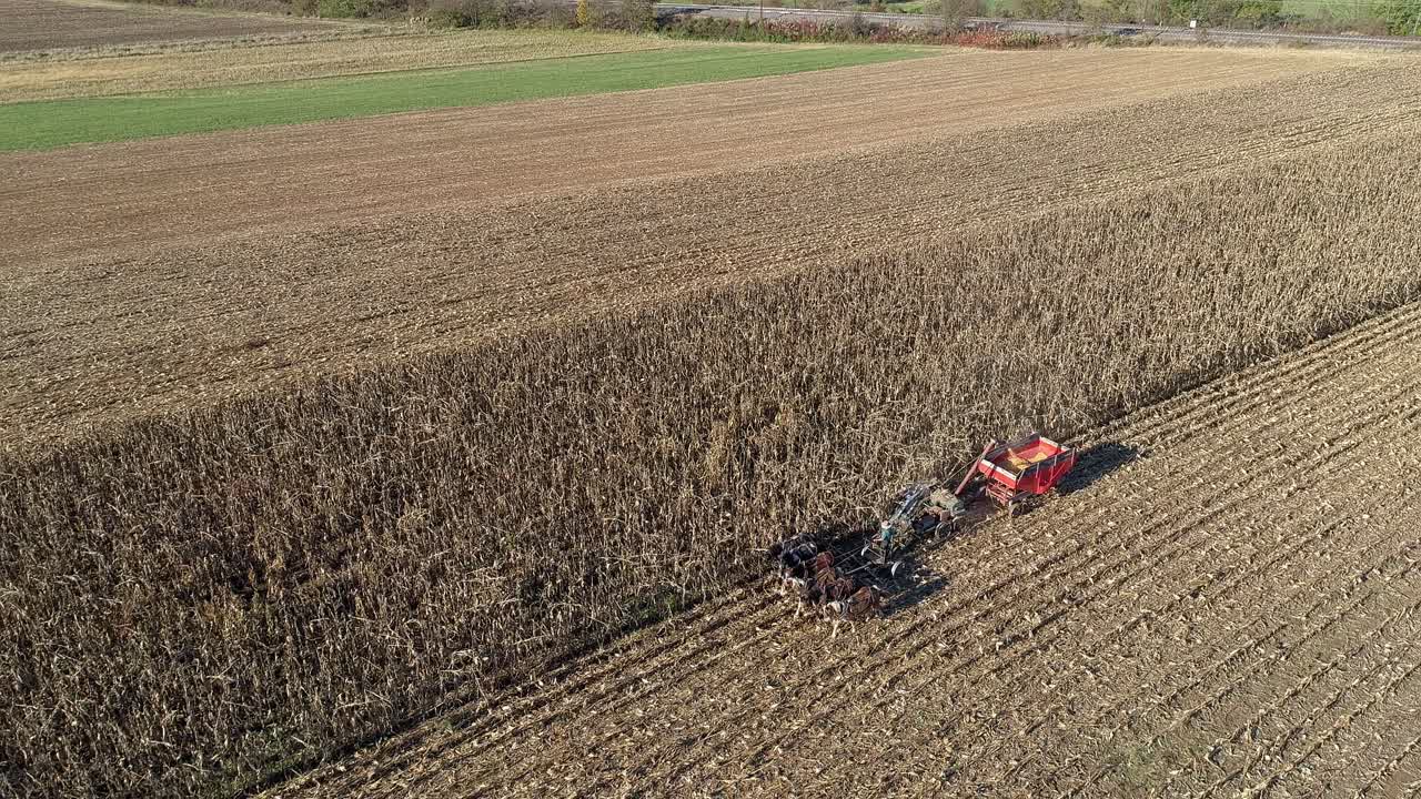 vista aérea de un granjero amish cosechando su cosecha de otoño de maíz con cinco caballos tirando de su cosechadora en un soleado día de otoño