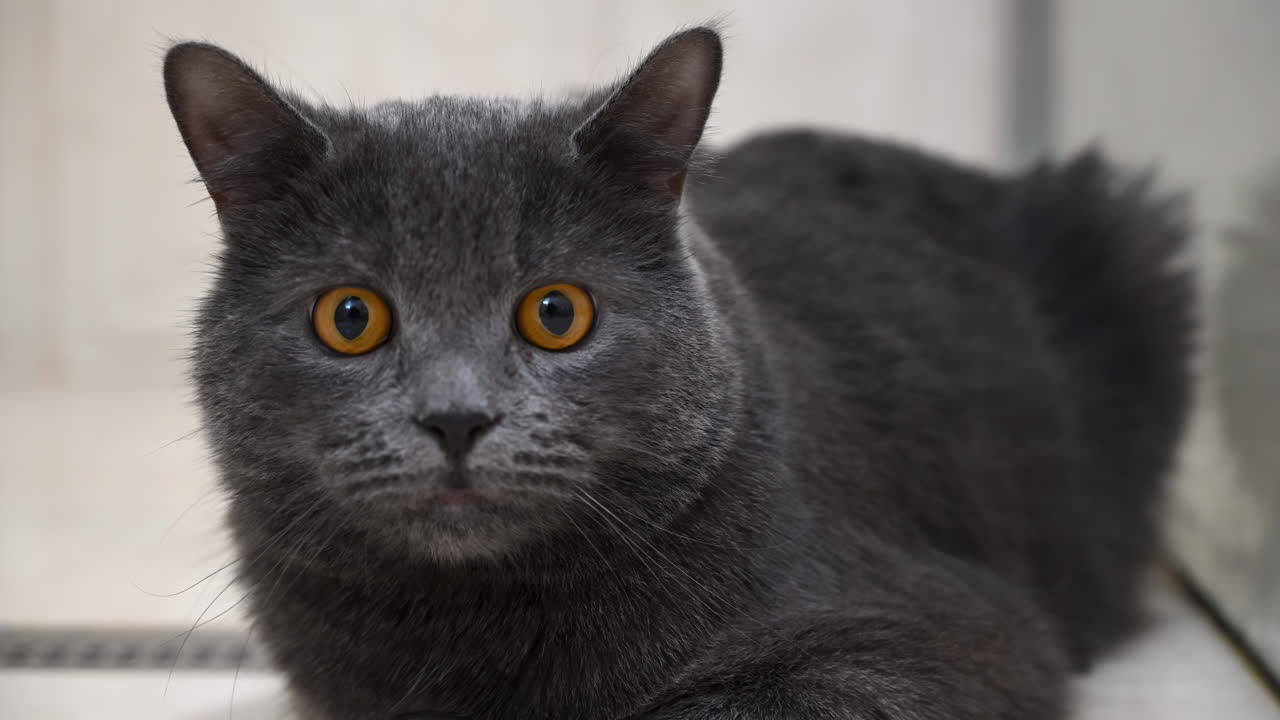 Close up of a grey British shorthair cat with orange eyes sitting on the floor