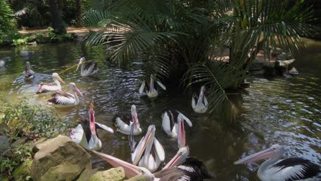 australian pelican on lake water of public park with their beak open eating fish