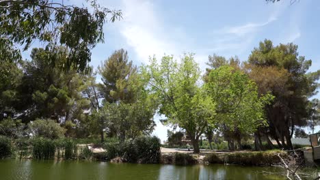 un estanque de oasis en un parque en el desierto rodeado de árboles caducos con una suave brisa - vista panorámica estática