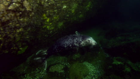 Curiosa-Foca-Gris-Durante-Una-Inmersión-En-Agua-Fría