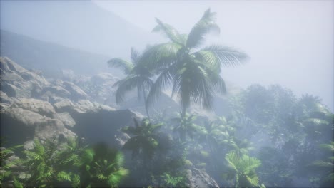 los rayos del atardecer a través de las palmeras