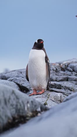 Penguins-in-Antarctica,-Gentoo-Penguins-and-Antarctica-Wildlife-and-Animals-on-Antarctic-Peninsula,-Vertical-Video-for-Social-Media,-Instagram-Reels-and-Tiktok