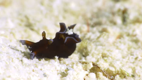 a tiny 8mm orange and white nudibranch searches the sandy ocean floor while carrying a piece of sand on its back