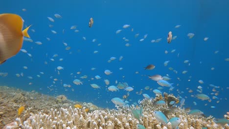 small blue fish and butterfly fish swimming above a coral reef in clear water