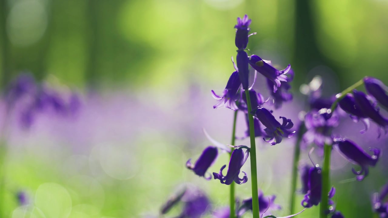 Primo piano con profondità di campo ridotta di fiori di campanula con bokeh morbido sullo sfondo e una luce primaverile delicata, creando una scena naturale calma e suggestiva