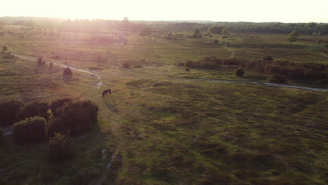 Große-Umlaufende-Luftaufnahme-Von-New-Forest-Ponys-Im-Vereinigten-Königreich-Bei-Sonnenuntergang