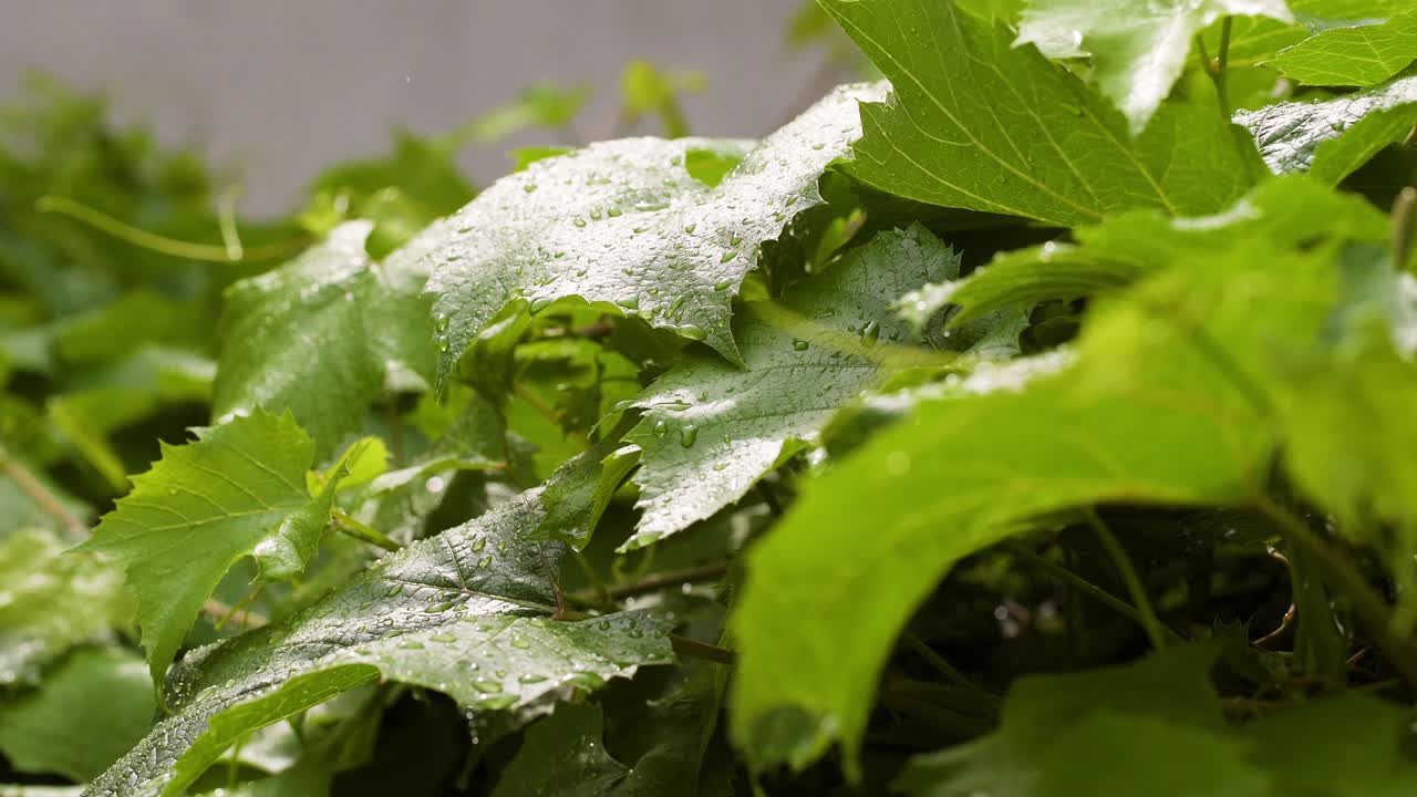 gotas de agua en la superficie de la hoja