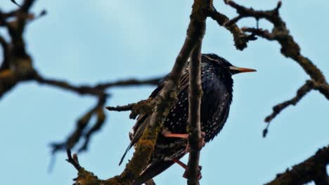 Pájaro-Estornino-En-Una-Rama-De-Manzano-Sin-Hojas