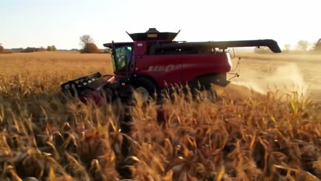 a powerful harvester in action: witness the efficiency of modern agriculture as the combine harvests corn in a golden field at sunset