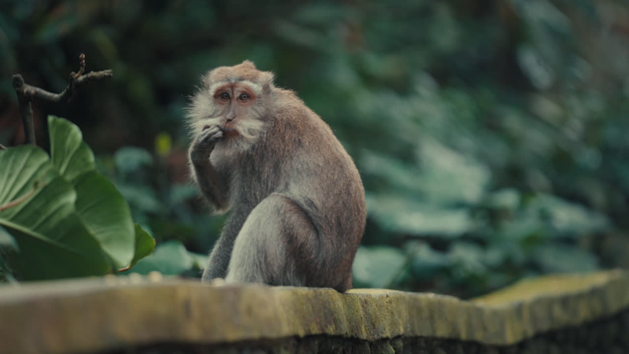 a primate in the Sacred Monkey Forest Sanctuary, highlighting the intricate textures of its fur and the vibrant greenery of its natural habitat