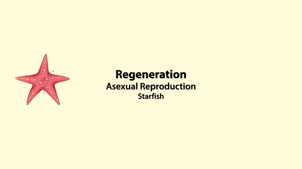 estrellas de mar que se regeneran a través de un proceso de reproducción asexual