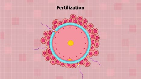 educational animation showing sperm approaching, penetrating, and fertilizing a human egg with labeled structures