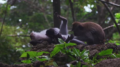 Dos-Monos-En-Su-Hábitat-Natural,-Uno-Acostado-Y-El-Otro-Sentado-Cerca.