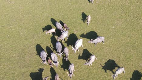 buffalo grassing grassland aerial top down shot