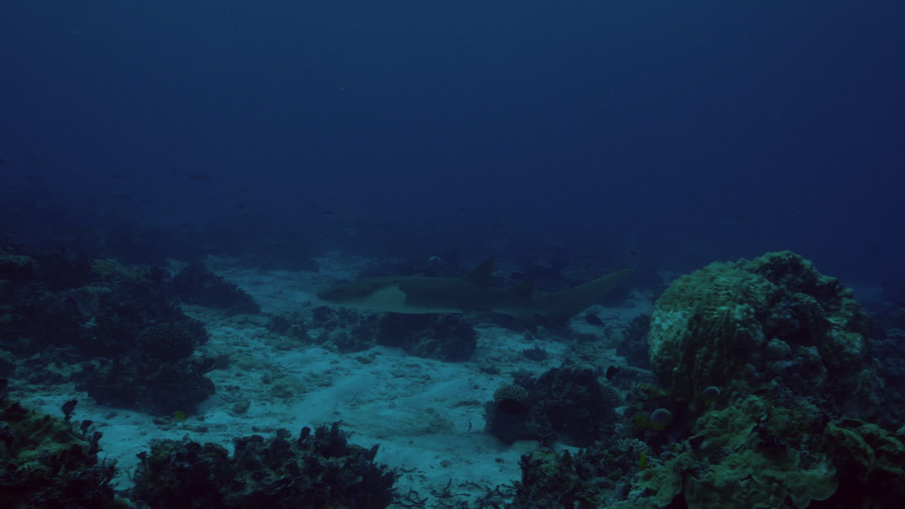 un increíble video de un hermoso tiburón enfermera nadando entre los corales duros en el fondo del océano azul