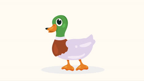 cute duck farm animal animation