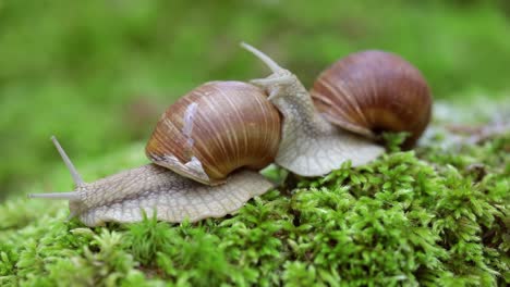 Helix-Pomatia-También-Caracol-Romano,-Caracol-De-Borgoña