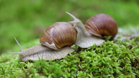 helix pomatia también caracol romano, caracol borgoña