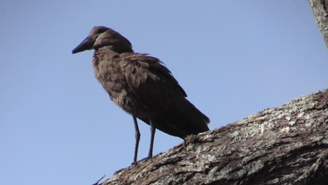 Hamerkop-on-a-large-branch-with-blue-sky-in-background