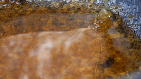 the honey from the honey extractor is filtered through a sieve. the honey is poured from the barrel into a colander