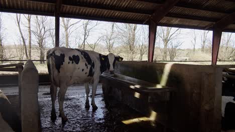 a cow on a farm in a stall