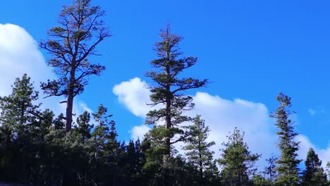 mountain forest and sky timelapse in winter sky