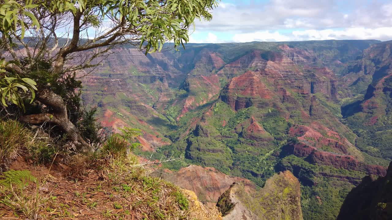 4k hawaii kauai desciende desde un árbol y el borde del mirador en primer plano izquierdo para revelar más del cañón de waimea con un cielo parcialmente nublado