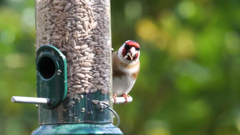 slow motion shot of a goldfinch cracking sunflower hearts from a bird feeder