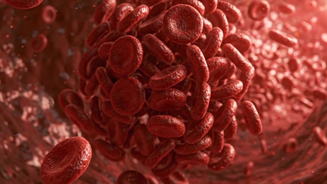 Red blood cells circulating through a detailed microscopic bloodstream