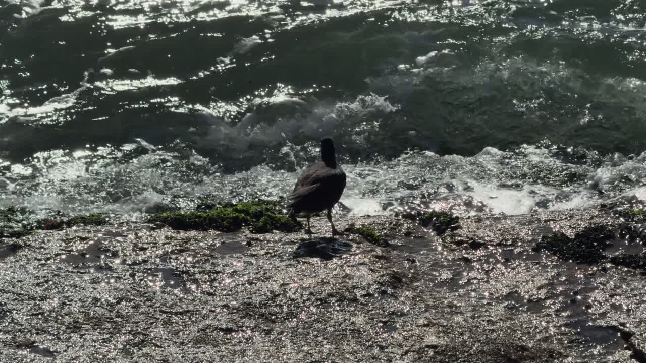 African oyster catcher feeding on muscles