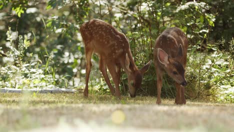 A-fawn,-baby-deer,-in-forest,-eating-grass