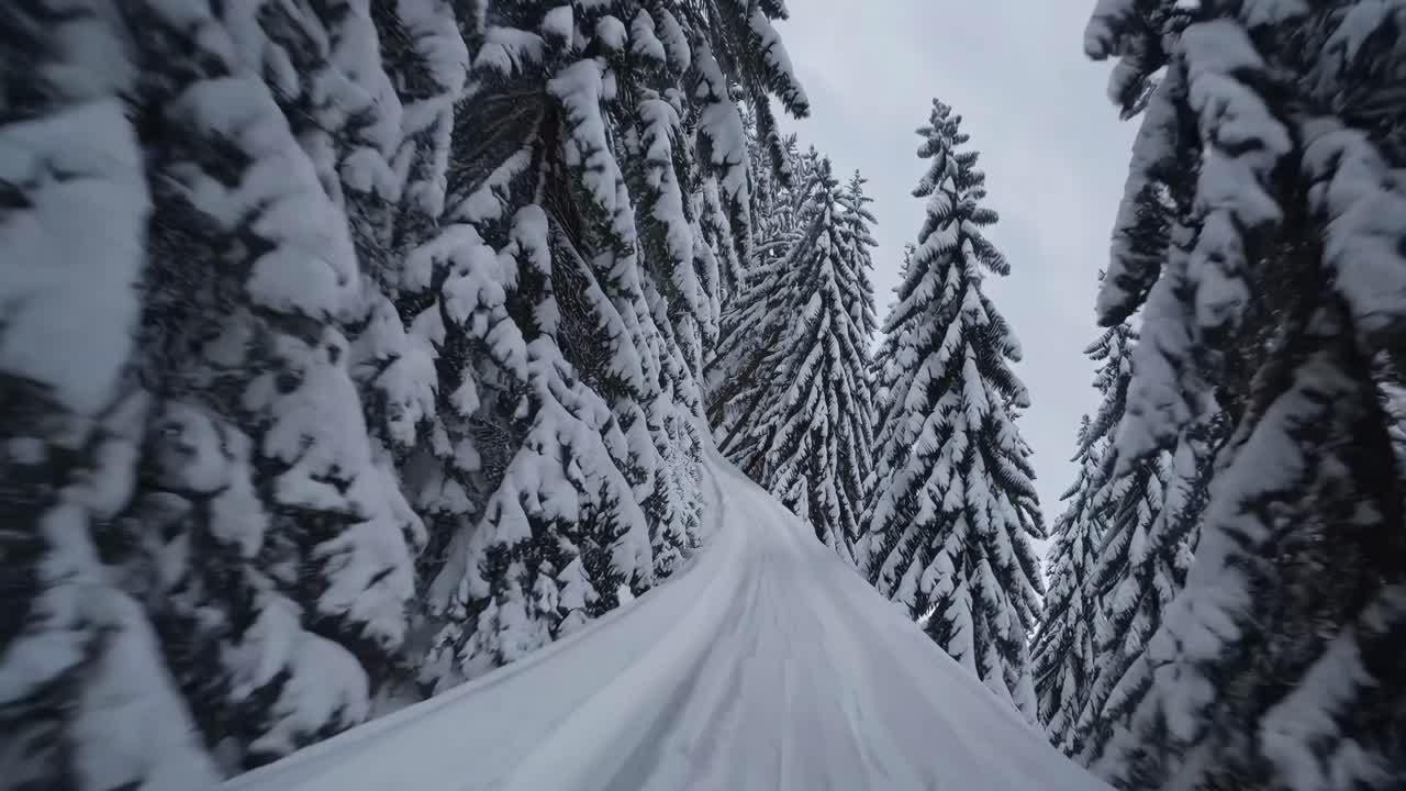 Letecké video zachycuje zasněženou lesní cestu, rámovanou vysokými stromy