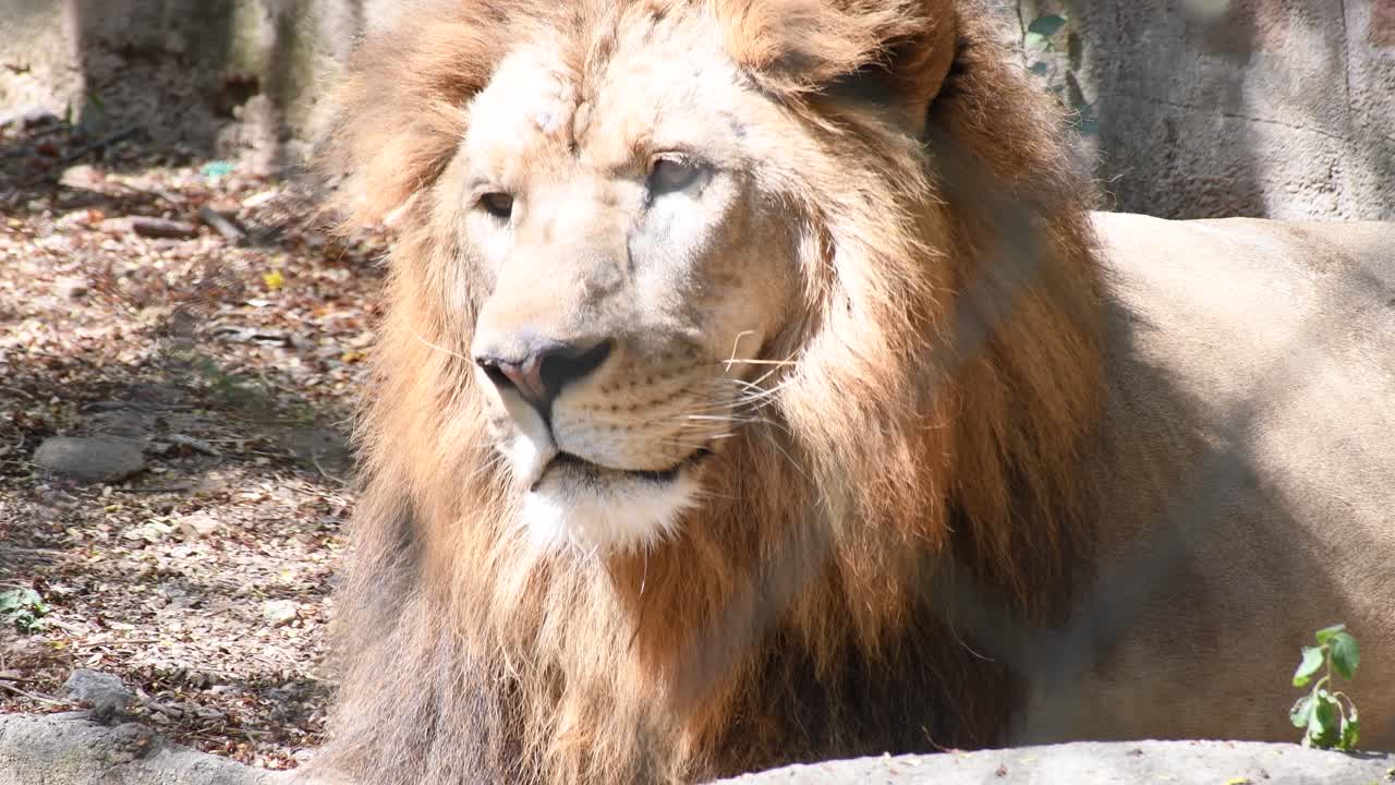 león macho grande sentado dentro de una jaula de zoológico